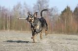 CATAHOULA 019